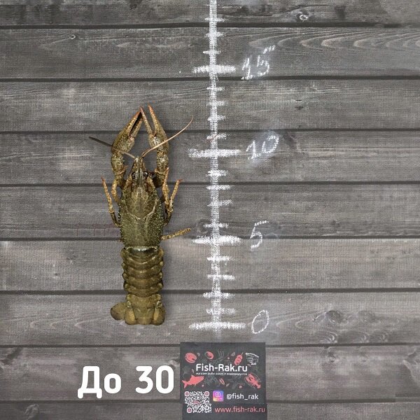 Раки живые 20-30 (доставляем от 3кг)